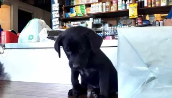 Veterinaria La Cruz (Curva) - 12000 Montevideo Veterinaria La Cruz (Curva) - 12000 Montevideo