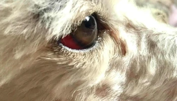 Veterinaria La Cruz (Unión) - 12000 Montevideo Veterinaria La Cruz (Unión) - 12000 Montevideo