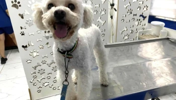 Veterinaria La Cucha - 12000 Montevideo Veterinaria La Cucha - 12000 Montevideo