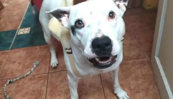 Veterinaria La Diligencia - 11300 Montevideo Veterinaria La Diligencia - 11300 Montevideo