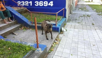Veterinaria La Estación - C. Juan Mac Coll Veterinaria La Estación - C. Juan Mac Coll