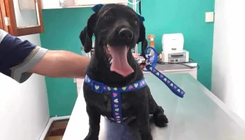 Veterinaria La Huella - 40000 Rivera Veterinaria La Huella - 40000 Rivera