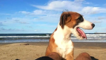 Veterinaria La Miraguaya - 27001 La Paloma