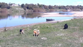 Veterinaria Las Palmas - 37000 Melo