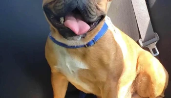 Veterinaria Lassie sucursal 2 - 12300 Montevideo