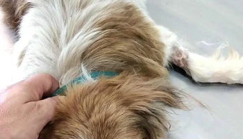 Veterinaria Lausana - Manolo Lima