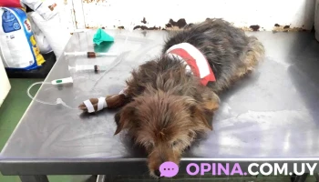 Veterinaria Libia Punta De Rieles - 12100 Montevideo Veterinaria Libia Punta De Rieles - 12100 Montevideo