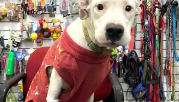 Veterinaria Luna Plateada - 11700 Montevideo Veterinaria Luna Plateada - 11700 Montevideo