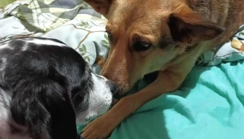 Veterinaria Malú - 12300 Montevideo