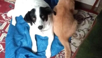 Veterinaria Marra - 80000 San José De Mayo Veterinaria Marra - 80000 San José De Mayo