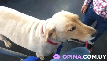 Veterinaria Med Pets - 11600 Montevideo Veterinaria Med Pets - 11600 Montevideo