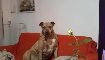 Veterinaria Medanos - 15800 Ciudad De La Costa Veterinaria Medanos - 15800 Ciudad De La Costa