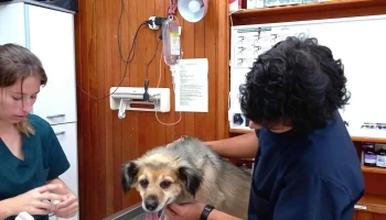 Veterinaria Miramar - 11600 Montevideo Veterinaria Miramar - 11600 Montevideo