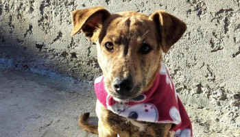 Veterinaria Mondelli - 18 De Julio