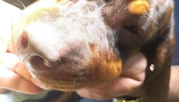 Veterinaria Mundo Animal - 75100 Dolores