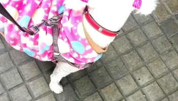 Veterinaria Nica - 11200 Montevideo Veterinaria Nica - 11200 Montevideo