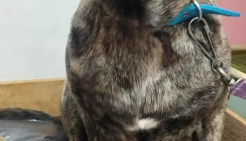 Veterinaria Nueva Tucan - 12300 Montevideo