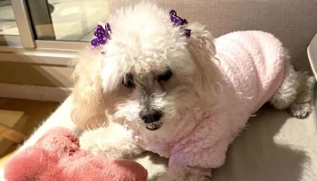 Veterinaria Pets - 11321 Montevideo Veterinaria Pets - 11321 Montevideo