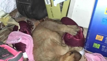 Veterinaria Piccioli - 12100 Montevideo Veterinaria Piccioli - 12100 Montevideo