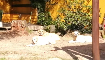 Veterinaria Real de Azúa - Cdad