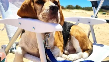 Veterinaria Robinson - 12000 Montevideo Veterinaria Robinson - 12000 Montevideo