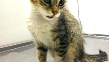 Veterinaria Roxlo - 11200 Montevideo Veterinaria Roxlo - 11200 Montevideo