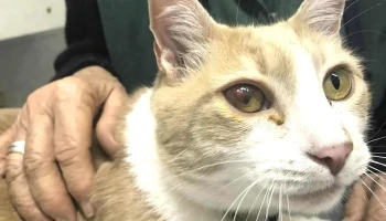 Veterinaria Salud Animal - Marcelino Sosa Esquina Veterinaria Salud Animal - Marcelino Sosa Esquina