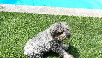 Veterinaria San Isidro, fumigaciones - 20000 Maldonado Veterinaria San Isidro, fumigaciones - 20000 Maldonado