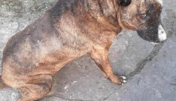 Veterinaria Santa Ana - 12300 Montevideo