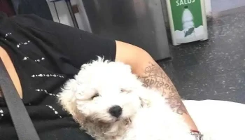 Veterinaria Santa Lucía - Montevideo