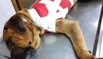 Veterinaria Saravia - 94000 Florida