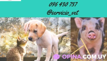 Veterinaria Servicio Vet - 90300 Progreso Veterinaria Servicio Vet - 90300 Progreso