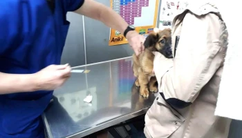 Veterinaria Soriano - Gej