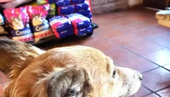 Veterinaria Tom Cat - 40000 Rivera Veterinaria Tom Cat - 40000 Rivera