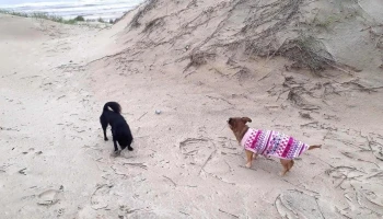 Veterinaria Totoral - 11700 Montevideo