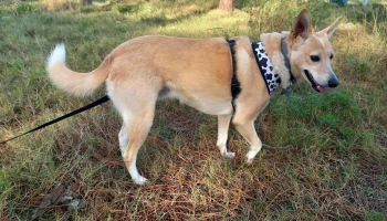 Veterinaria Valdense - Ruta Interbalnearia Gral. Líber Seregni Km.46200