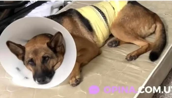 Veterinaria Villa Colon - 12500 Montevideo Veterinaria Villa Colon - 12500 Montevideo