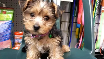 Veterinaria Villa Dolores - 11600 Montevideo Veterinaria Villa Dolores - 11600 Montevideo