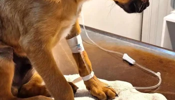 Veterinaria Villagrán - 12100 Montevideo Veterinaria Villagrán - 12100 Montevideo