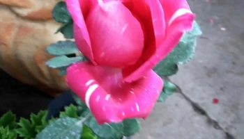 Veterinario En Casa - Espadaña Veterinario En Casa - Espadaña