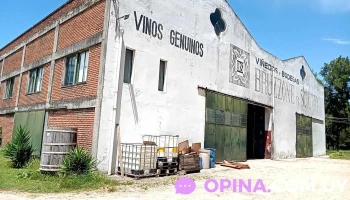 Viñedos Bruzzone - Montevideo