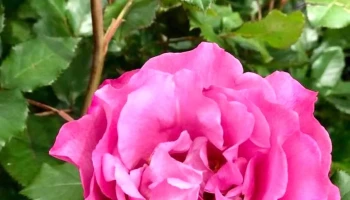 Vivero Atlántida - Estación Atlántida