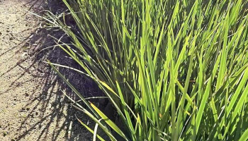 Vivero Bologna - 500