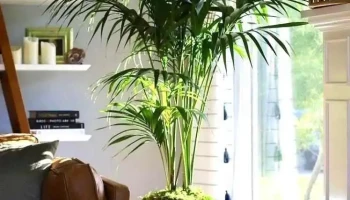 Vivero Chico Torino - 70202 Colonia Valdense