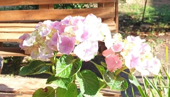 Vivero Criollo - 75200 Cardona Vivero Criollo - 75200 Cardona