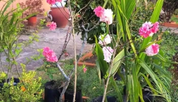 Vivero La Anacahuita - 94100 Sarandí Grande