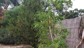 Vivero Los Arrayanes - Piriápolis Vivero Los Arrayanes - Piriápolis