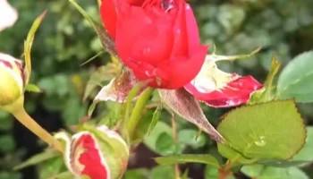 Vivero Nuevo Mundo - 75200 Cardona Vivero Nuevo Mundo - 75200 Cardona