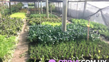 Vivero Parati - 12200 Montevideo