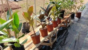 Vivero Punta Gorda - 70700 Nueva Palmira